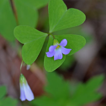 Oxalis alpina, Alpine Woodsorrel